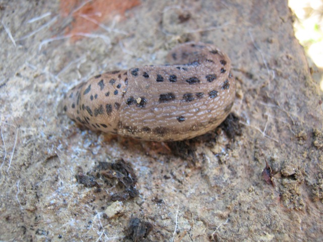 Limax maximus da Montefano (MC)